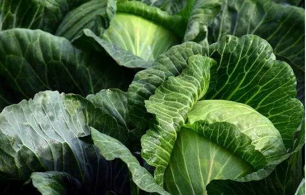 पत्ता गोभी के फायदे और नुकसान - Benefits and Side Effects of Cabbage in Hindi