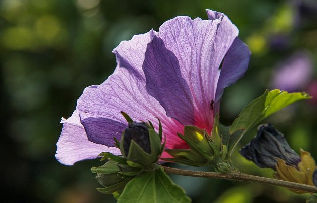 Hibiscus Flower: Uses, Benefits, Side Effects, How to Grow