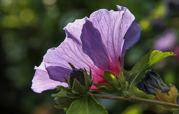 Hibiscus: Flower, Uses, Benefits, and Side Effects