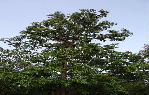 Arjuna (Terminalia) Tree Bark Benefits, Uses and Side effects