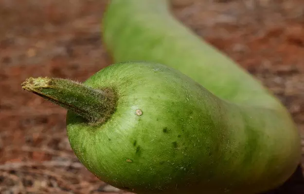 Bottle gourd Juice: Benefits, Uses, Nutrition facts and Side effects