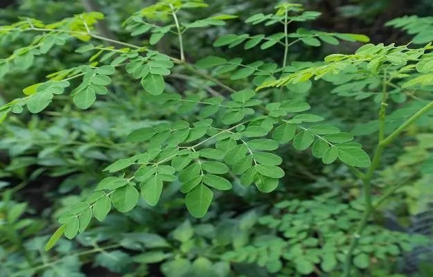 Moringa (Drumstick): Benefits, Uses and Side Effects
