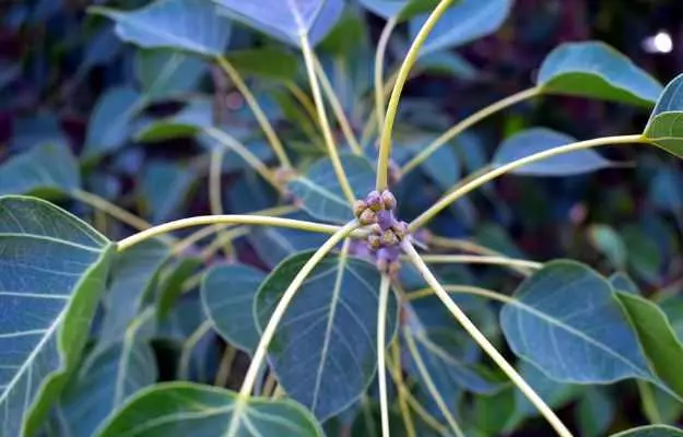రావి చెట్టు ఉపయోగాలు, ప్రయోజనాలు మరియు దుష్ప్రభావాలు - Uses, Benefits, and Side Effects of Peepal Tree in Telugu 
