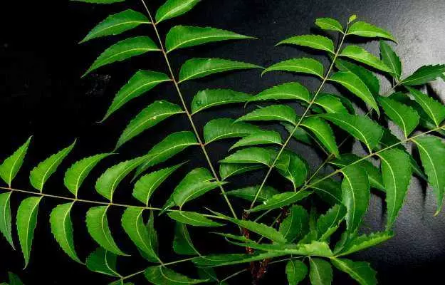 नीम: लाभ, उपयोग, गुण, तासीर और नुकसान - Benefits and Side Effects of Neem in Hindi