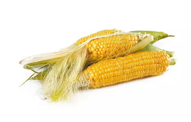 मकई (कॉर्न) के फायदे और नुकसान - Corn Benefits and Side Effects in Hindi