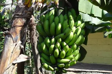 Green Banana Benefits and Side Effects: A Complete Guide