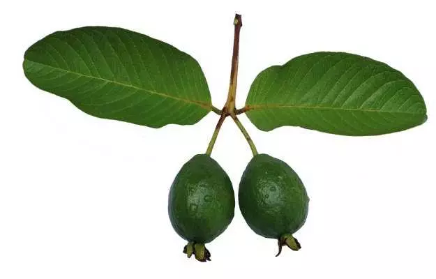 अमरूद के पत्तों के फायदे - Benefits of Guava Leaves in Hindi