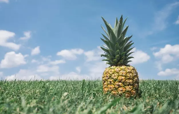 Pineapple Benefits and Side Effects