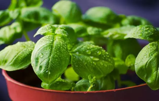 Basil Benefits, Uses and Side Effects