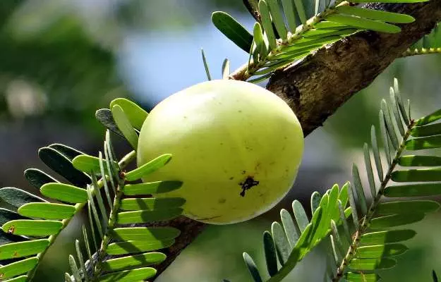 Amla Benefits, Uses, Juice, Side Effects and Dosage