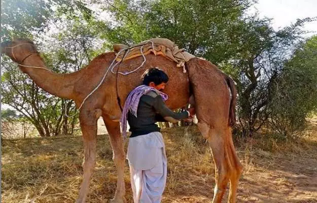 ऊंट के दूध के फायदे और साइड इफेक्ट - Camel milk benefits and side effects in Hindi