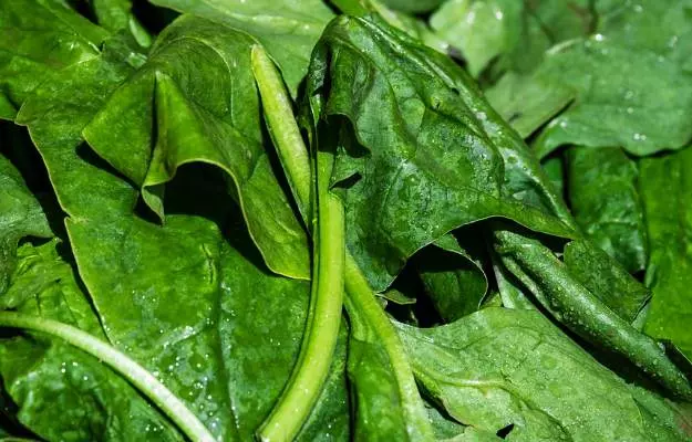 Benefits of spinach and its nutrition facts