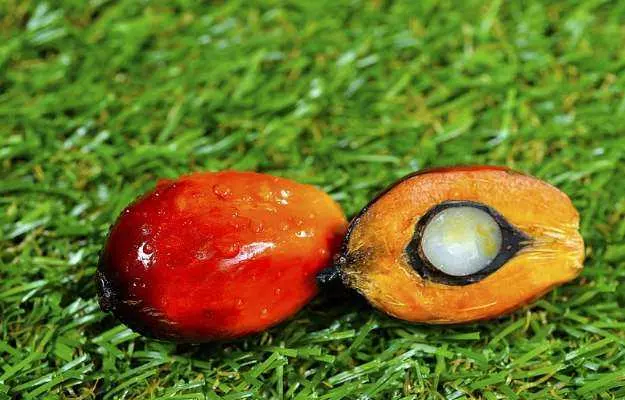 ताड़ के तेल के फायदे और नुकसान - Palm oil (Taad ka tel) benefits and side effects in hindi