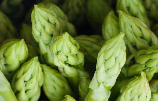 शतावरी के उपयोग, फायदे व नुकसान - Asparagus (Shatavari) Uses, Benefits and Side effects in Hindi