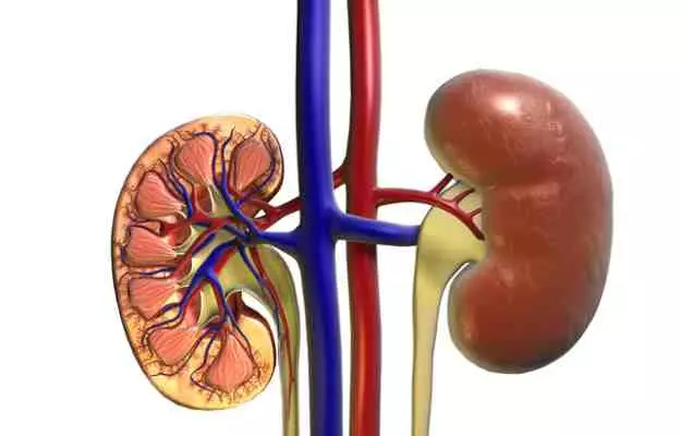 किडनी को स्वस्थ रखने के 6 सीक्रेट - Best tips to keep kidney healthy in Hindi