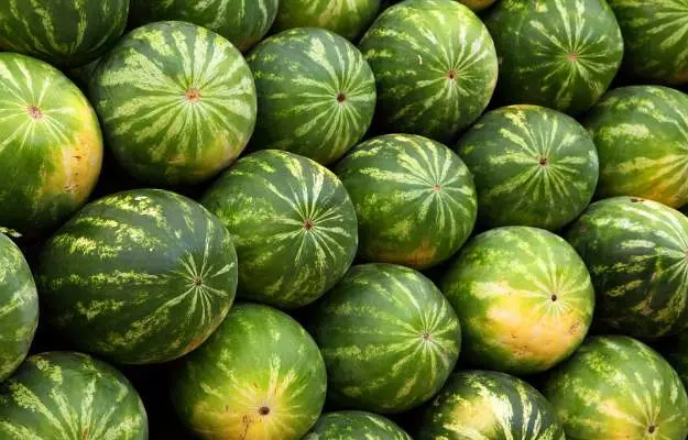 मीठा और स्वादिष्ट तरबूज कैसे खरीदें - How to buy sweet and tasty watermelon in Hindi