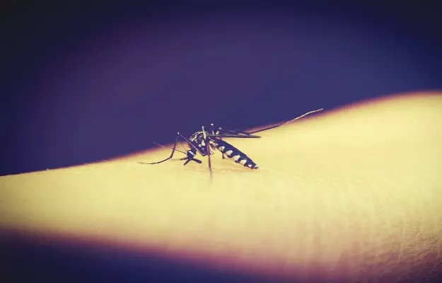 थमेगा डेंगू का कहर, वैक्सीन को मिली मंजूरी
