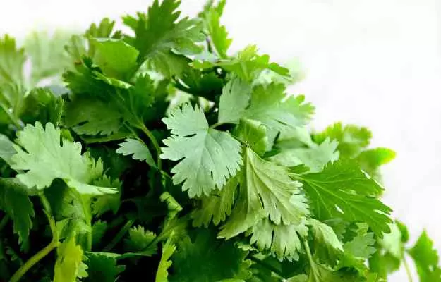 Coriander Benefits, Uses and Side Effects 