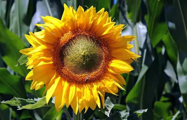Sunflower (Surajmukhi): benefits and side effects