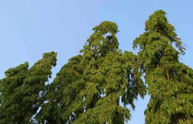 अशोक के पेड़ के फायदे और नुकसान - Ashoka Tree Uses Benefits And Side Effects in Hindi