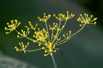 The Nutritional Power of Dill: Uses, Benefits, and Side Effects