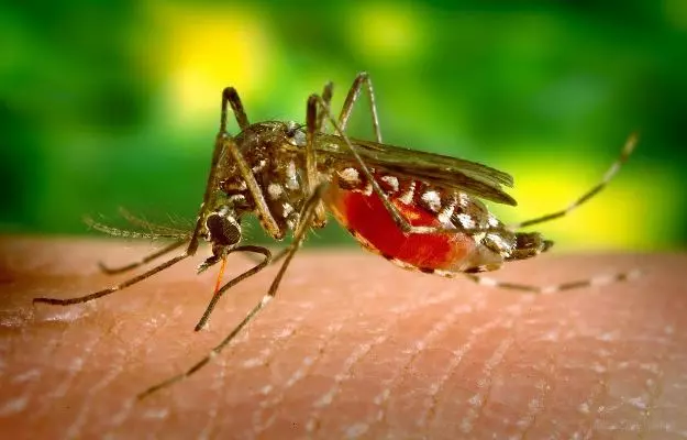 मानूसन में डेंगू ने दी दस्तक, जानिए बचाव के तरीके