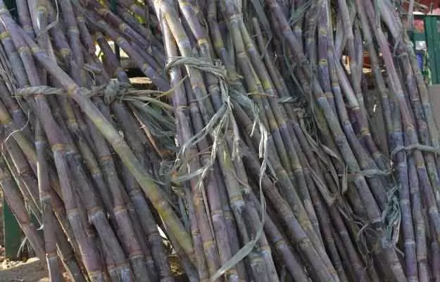 Sugarcane Juice (Ganne ka Ras) Benefits and Side Effects