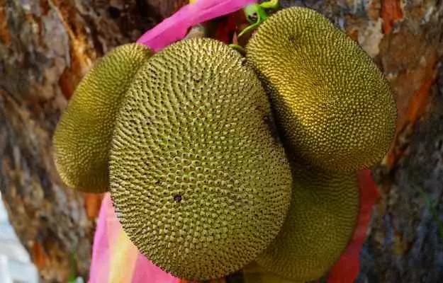 Jackfruit: Benefits, Uses, Nutrition Facts, Side Effects