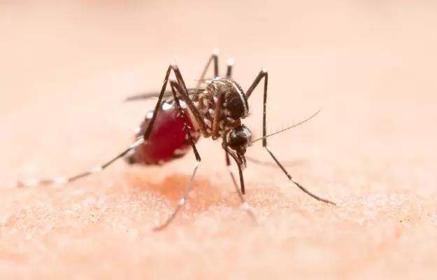 मानसून में डेंगू के बढ़ते जोखिमों को न करें नजरअंदाज