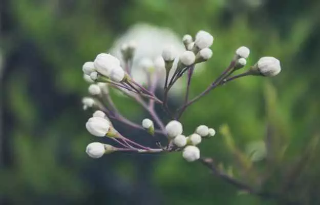 मंजिष्ठा के फायदे और नुकसान - Manjishtha (Rubia cordifolia) Benefits and Side Effects in Hindi