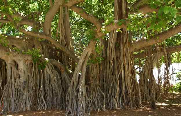 Banyan Tree: Uses, Benefits, and Side Effects