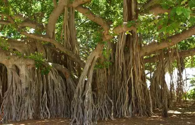 మర్రి చెట్టు ప్రయోజనాలు, ఉపయోగాలు మరియు దుష్ప్రభావాలు - Uses, Benefits, and Side Effects of Banyan Tree in Telugu