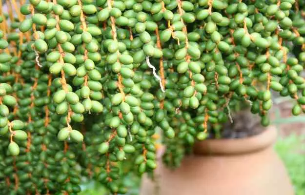 जमालगोटा के फायदे और नुकसान - Jamalgota (Purging Croton) Benefits and Side Effects in Hindi