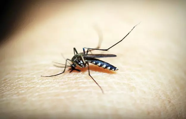 संभोग कर चुकी मादा मच्छर मलेरिया फैलाने के लिए सबसे ज्यादा जिम्मेदार