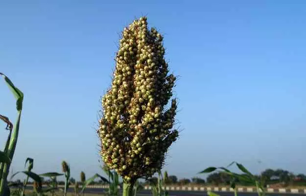 Sorghum (jowar): benefits, nutrition, uses and side effects