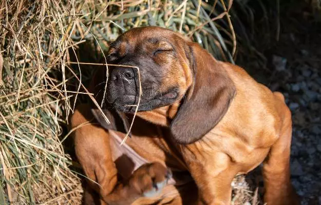कुत्तों में पिस्सू से एलर्जी - Fleas in Dogs in hindi