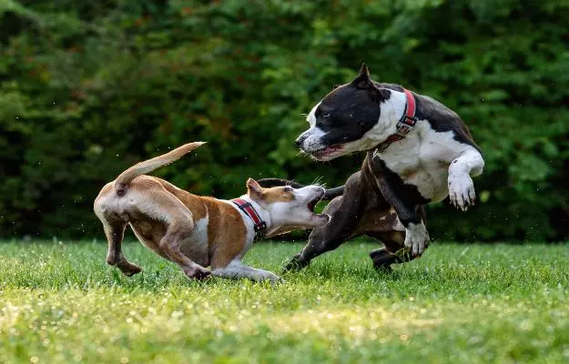 कुत्तों में रेबीज - Rabies in Dogs in Hindi