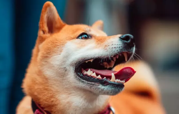 कुत्तों में दंत रोग - Dental disease in dogs in Hindi