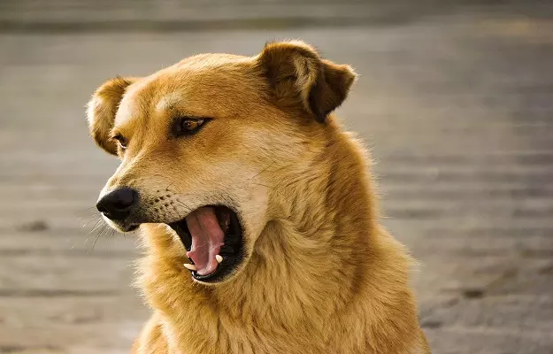 कुत्तों का दम घुटना - Choking in Dogs