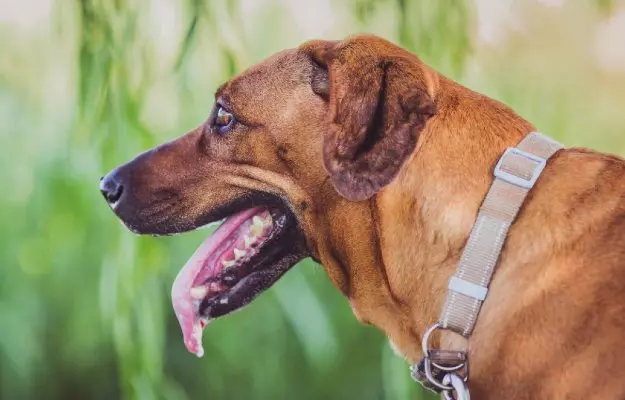 कुत्तों के मुंह से लार आना - Drooling in dogs in Hindi