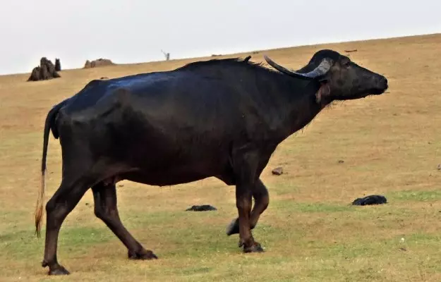 भैंस का पेट फूलना - Bloat in Buffalo in Hindi