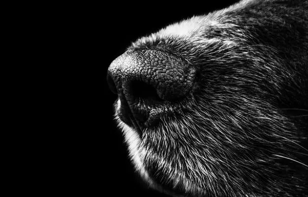 कुत्तों की नाक से खून आना - Nosebleed in dogs in Hindi