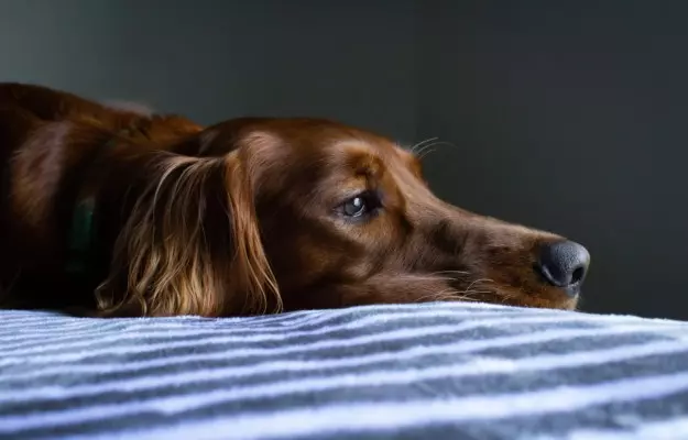 कुत्तों में लाइम रोग - Lyme disease in Dogs in Hindi