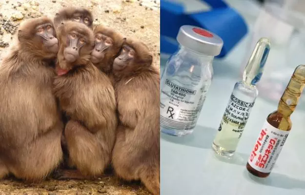 बंदरों पर किया गया यह शोध भविष्य में टीबी का इलाज बनाएगा आसान