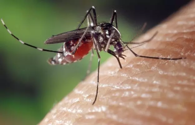 डेंगू के खिलाफ नई रिसर्च ने जगाई उम्मीद, मच्छरों की आएगी शामत