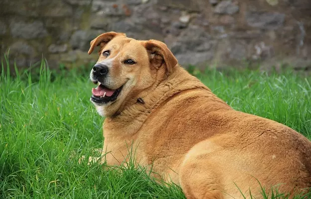 कुत्तों में मोटापा - Obesity in dogs