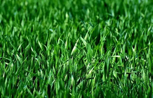 दूब घास के फायदे - Durva (Doob) Grass Benefits in Hindi