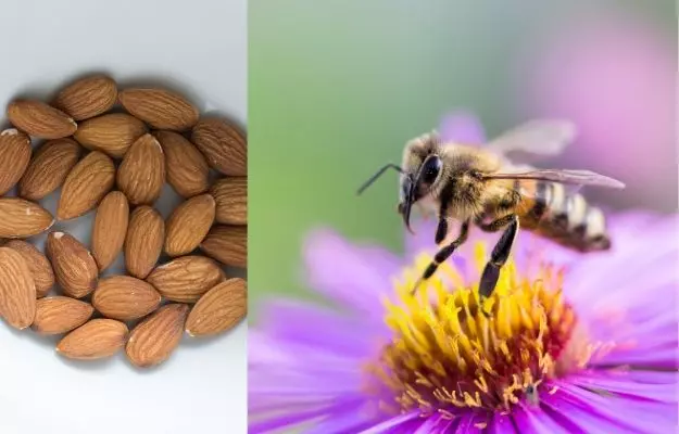 बादाम की पैदावार बढ़ाने में जा रही अरबों मधुमक्खियों की जान
