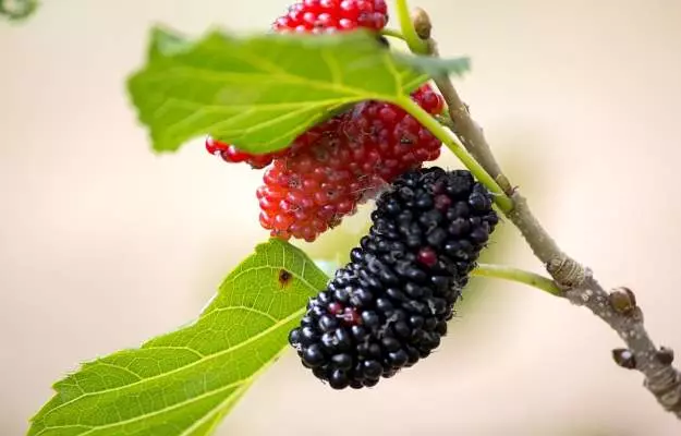 మల్బర్రీ పండ్లు లేదా పట్టుపురుగుచెట్టు పండ్ల ప్రయోజనాలు, ఉపయోగాలు మరియు దుష్ప్రభావాలు - Mulberry Uses, Benefits and Side Effects in Telugu