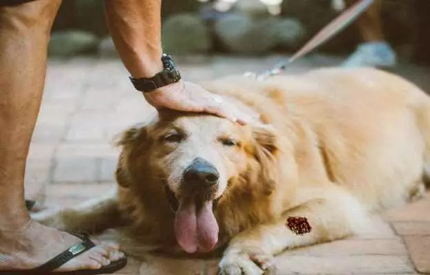 कुत्ते की खुजली (हॉट स्पॉट) - Hot Spots in Dogs in Hindi